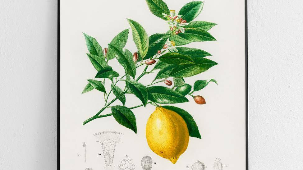 Cytryna z zielonymi liśćmi – plakat botaniczny do kuchni, Poster Polytechnic