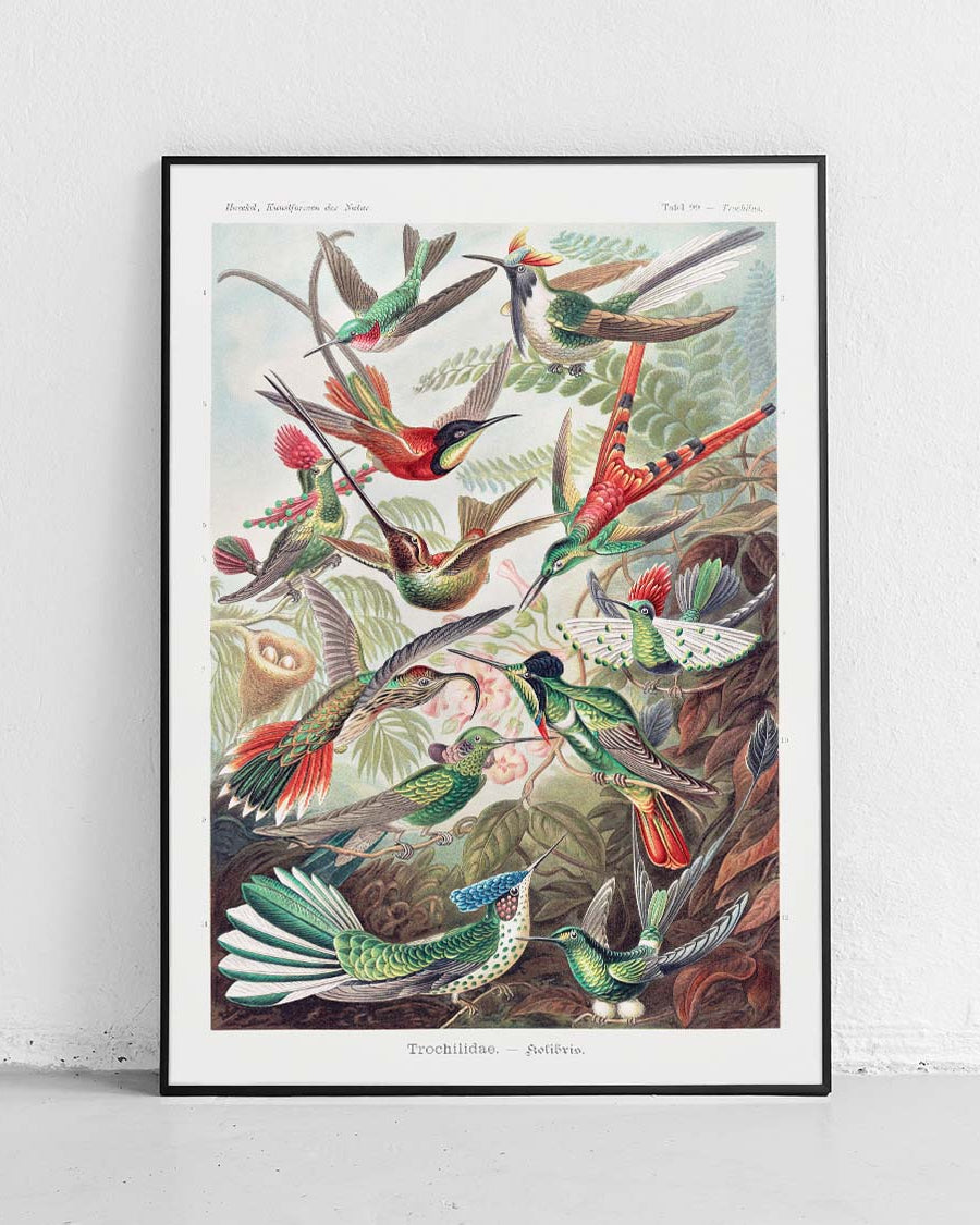 Ensemble de posters Botanique #1 - Ensemble de posters - 4