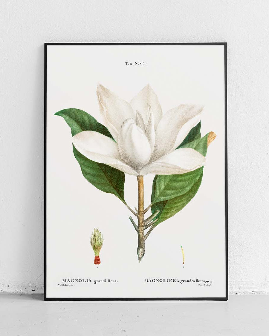 Southern magnolia - poster
