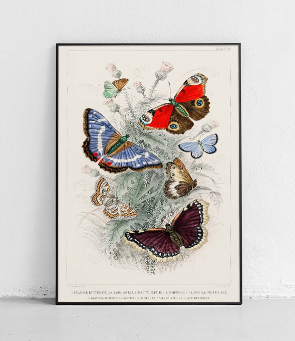 Plakat Motyle Rusa Kowate Plakat Morpho Adonis Posterpolytechnic