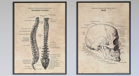 Plakaty Anatomiczne