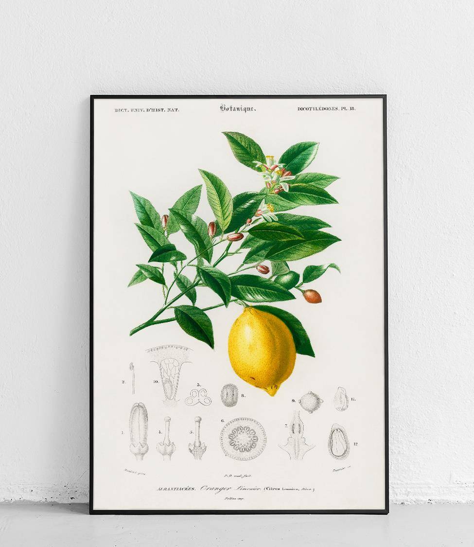 Cytryna z zielonymi liśćmi – plakat botaniczny do kuchni, Poster Polytechnic
