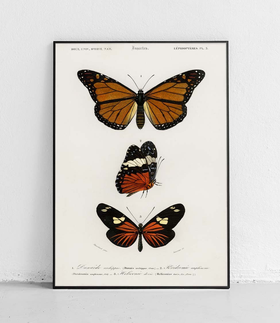 Plakaty Motyle | Poster Polytechnic