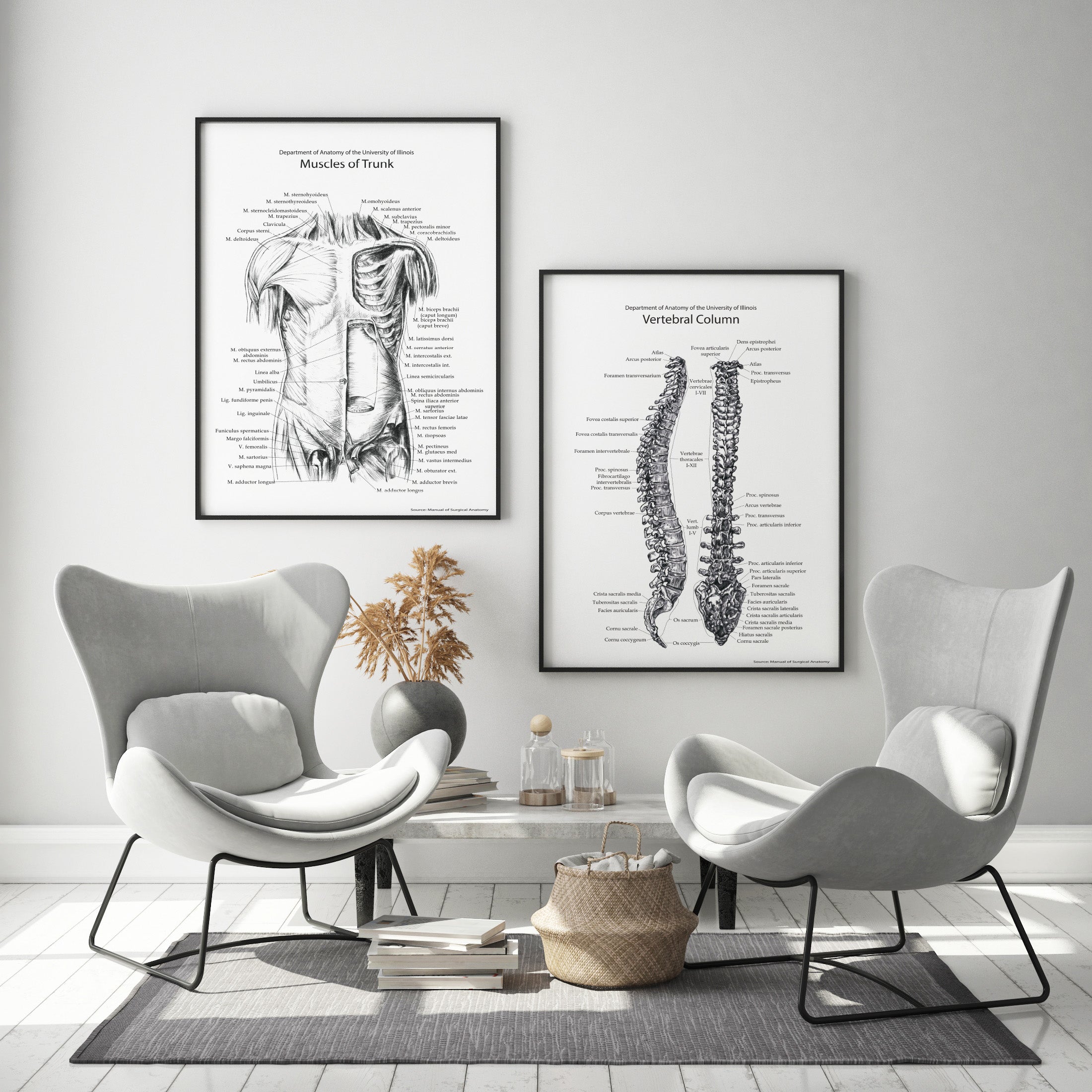 Zestaw plakatów Kręgosłup i Mięśnie tułowia
