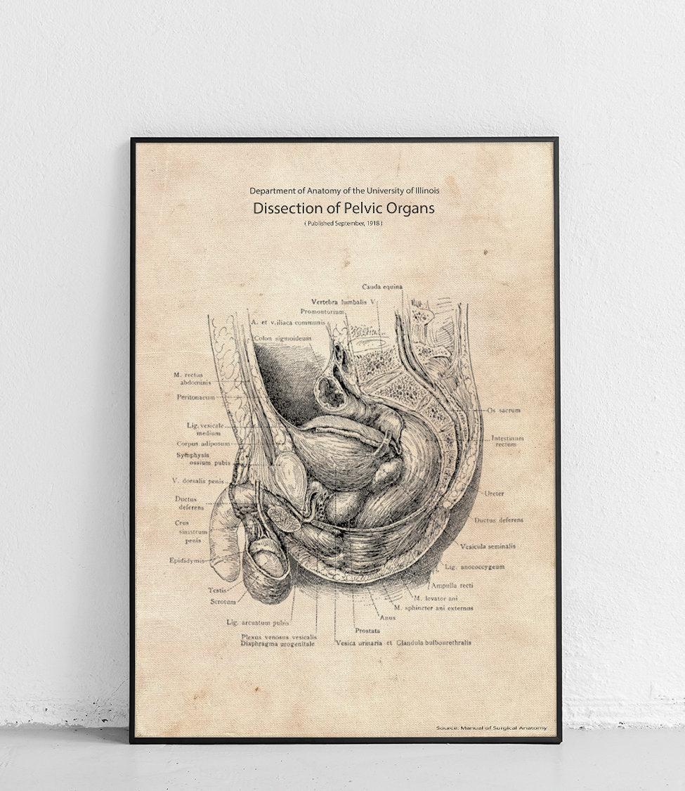 Dissection of the pelvic organs - poster – Poster Polytechnic