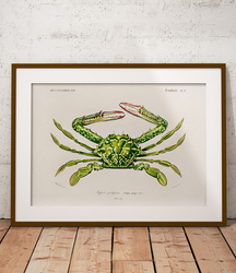 Krab - plakat