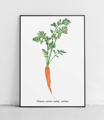 Common Carrot - poster