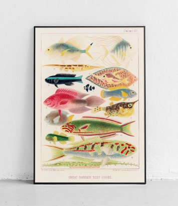 Fish - poster