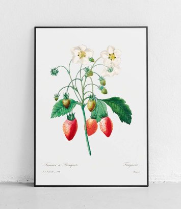 Flowering strawberry - poster 