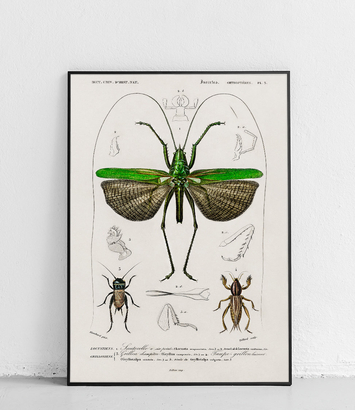 Locusta and Field Cricket - poster
