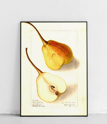 Pear 2 - poster