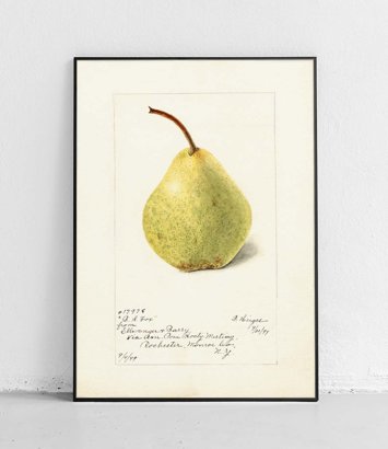 Pear - poster