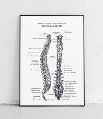 Spine on white background - poster