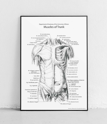 Torso muscles anterior structure - poster