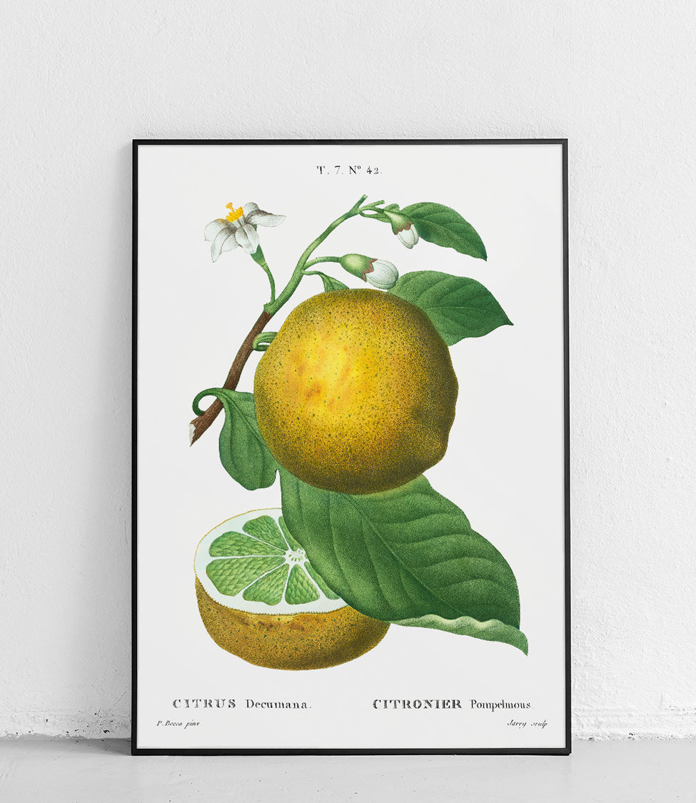 Grapefruit - poster 50 x 70 cm \ Fine Art | For home \ Room Biology ...