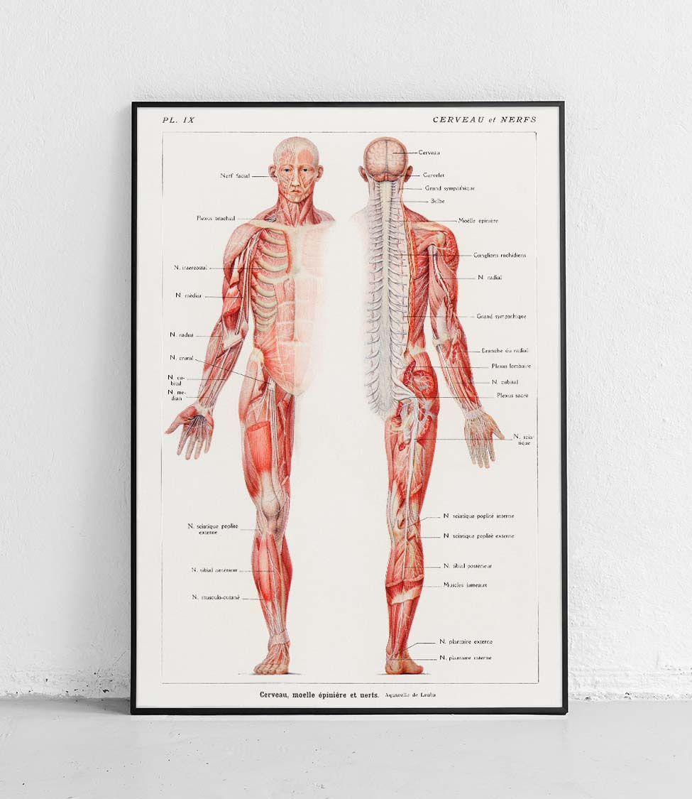 Nervous system - poster 61 x 91 cm \ Smooth matte | Biology \ Anatomy ...