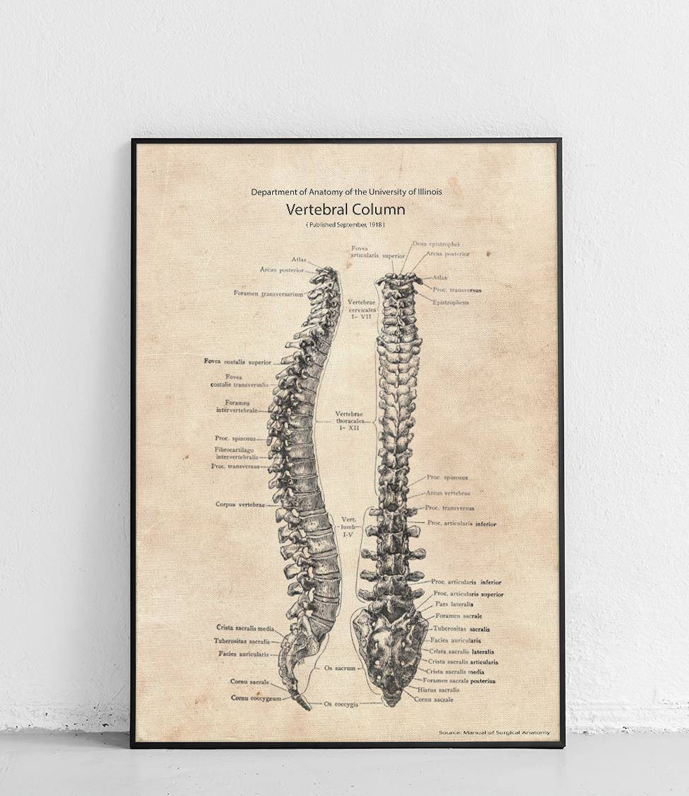 Spine - poster 30 x 40 cm \ Smooth matte | Bestsellers Biology ...