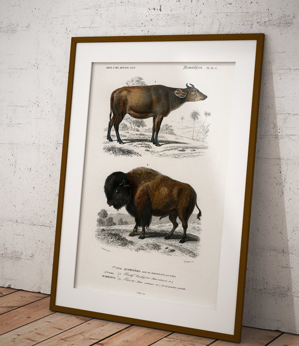 American bison - poster 