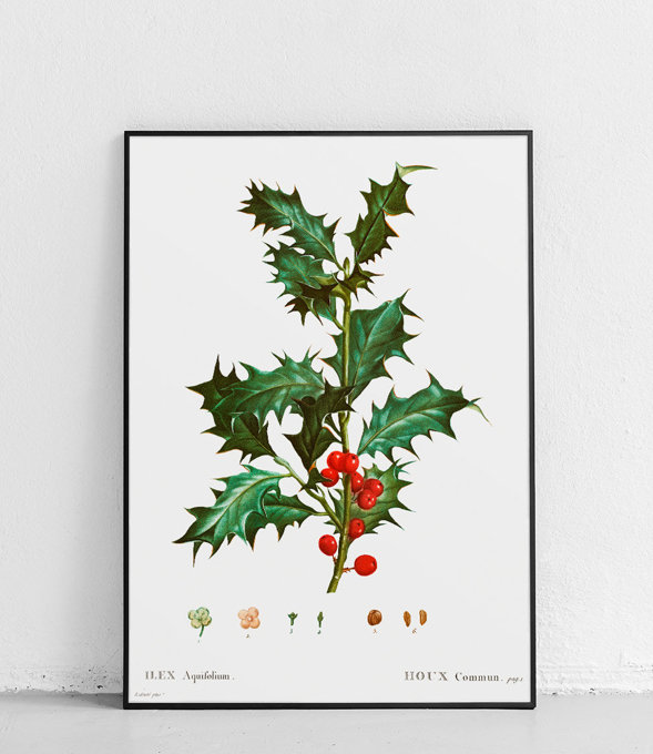 Barbed Holly - poster - 21cm x 30cm, Smooth mat
