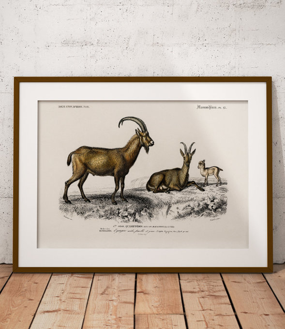 Bezoarowe goats - poster