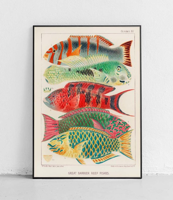 Fish - poster
