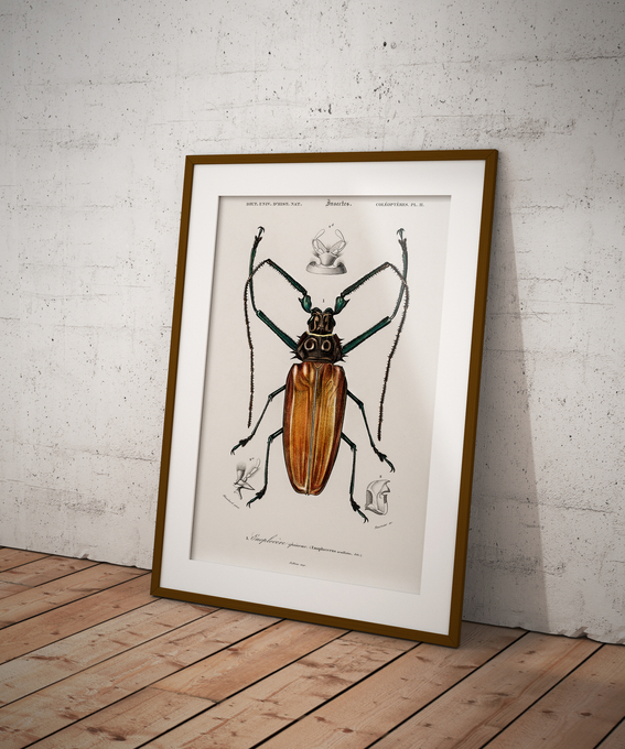 Longhorn beetles - poster 