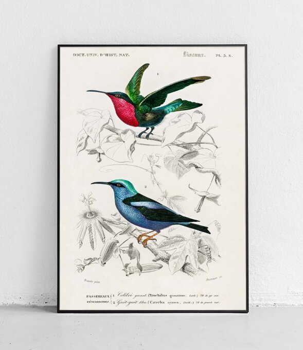 Streamertail and Red-legged honeycreeper - poster 