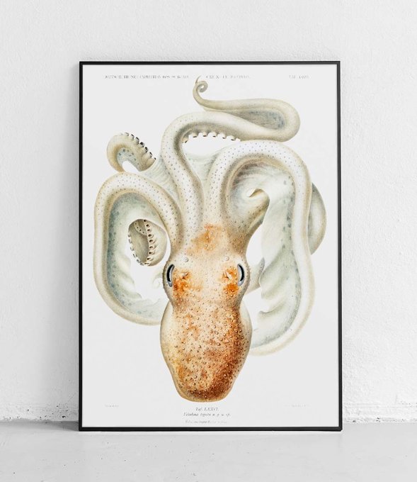 Velodona Octopus - poster 