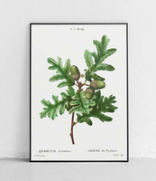 Quercus pyrenaica - plakat 