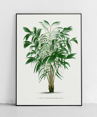 Drzewo palmowe 3 - plakat