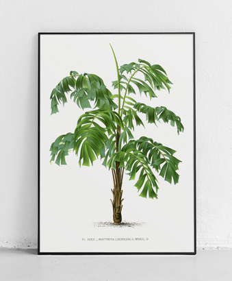 Drzewo palmowe 4 - plakat
