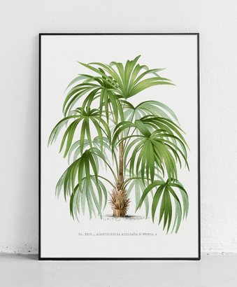 Drzewo palmowe - plakat 