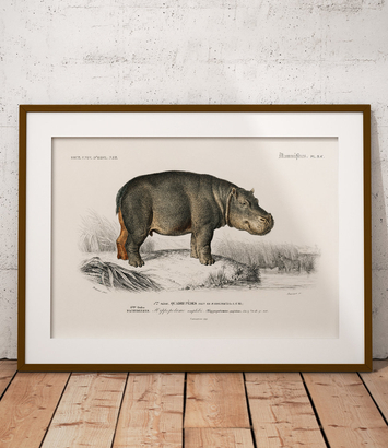 Hipopotam nilowy - plakat 