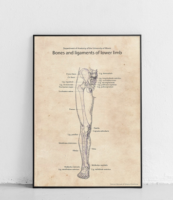 Kości i więzadła prawej nogi - plakat