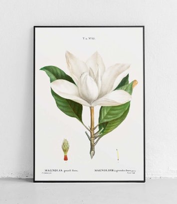 Magnolia wielkokwiatowa - plakat