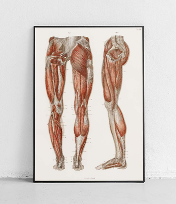 Mięśnie nóg i stóp - plakat