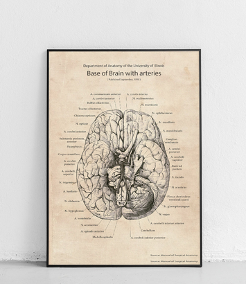 Podstawa mózgu z tętnicami - plakat