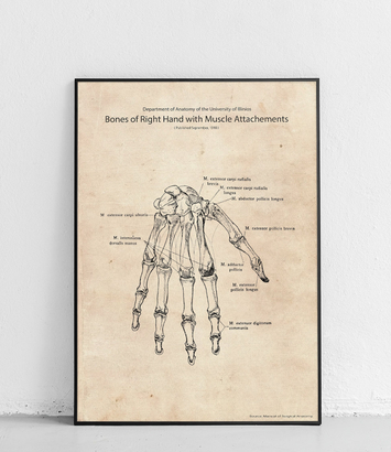 Ręka układ kostny i mięśniowy - plakat