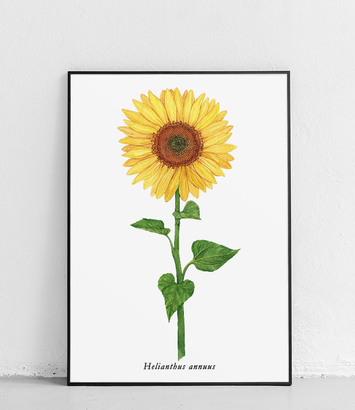 Słonecznik - plakat 