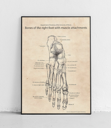 Stopa układ kostny i mięśniowy - plakat