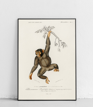 Szympans - plakat