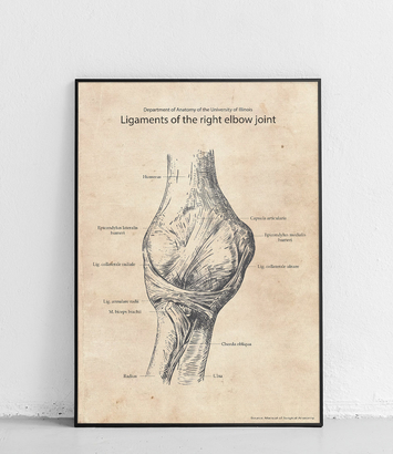 Więzadło stawu łokciowego - plakat