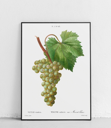 Winorośl właściwa - plakat 