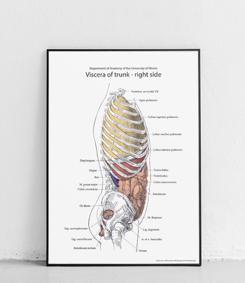 Wnętrzności tułowia - prawa strona II 
