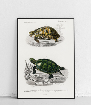 Żółw lądowy i emys - plakat 