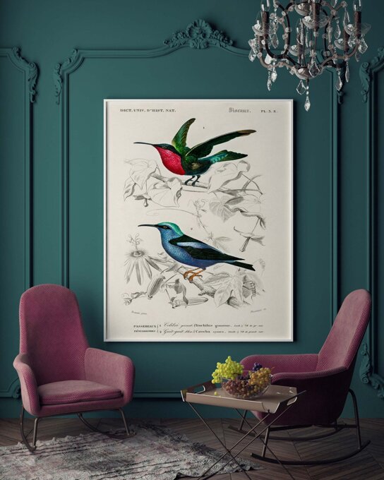 Koliber i Błękitniczek czerwononogi - plakat 