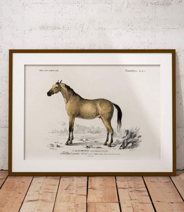 Koń domowy - plakat 