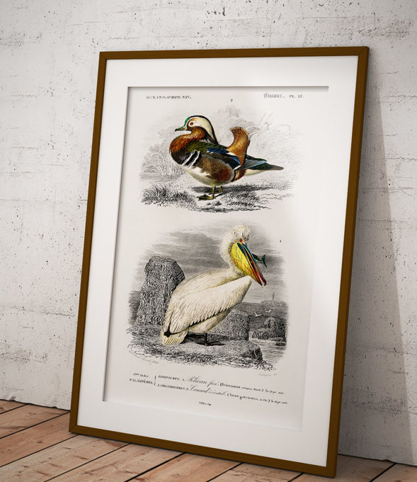 Mandarynka i Pelikan kędzierzawy - plakat 