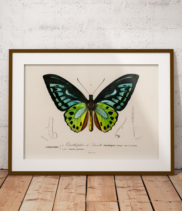 Motyl Ornithoptera - plakat 