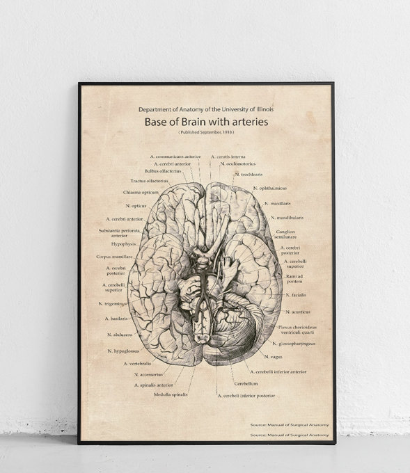 Podstawa mózgu z tętnicami - plakat